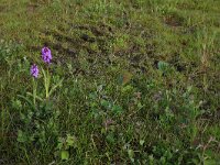 NL, Drenthe, Tynaarlo, Osbroeken 25, Saxifraga-Hans Boll