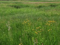 NL, Drenthe, Tynaarlo, Oudemolensche Diep 53, Saxifraga-Hans Boll