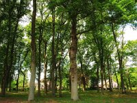 NL, Drenthe, Tynaarlo, Zeijen 2, Saxifraga-Hans Dekker