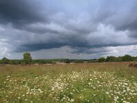 NL, Drenthe, Westerveld, Havelterberg 30, Saxifraga-Hans Dekker