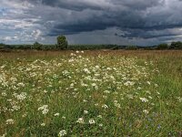 NL, Drenthe, Westerveld, Havelterberg 34, Saxifraga-Hans Dekker