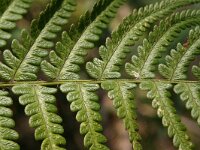 NL, Drenthe, Westerveld, Kraloerheide 2, Saxifraga-Hans Boll