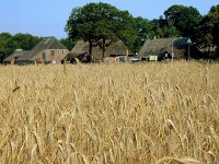 NL, Drenthe, Westerveld, Lhee 8, Saxifraga-Hans Dekker