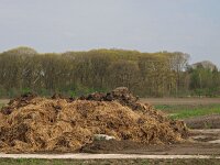 NL, Drenthe, Westerveld, Lheebroek 1, Saxifraga-Hans Dekker