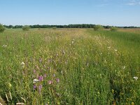 NL, Drenthe, Westerveld, Wapserveense Aa 2, Saxifraga-Hans Dekker