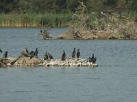 NL, Flevoland, Almere, Lepelaarsplassen 1, Saxifraga-Jan van der Straaten