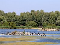 NL, Flevoland, Almere, Lepelaarsplassen 3, Saxifraga-Foto Fitis-Sytske Dijksen