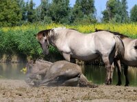 NL, Flevoland, Almere, Oostvaardersplassen 14, Saxifraga-Foto Fitis-Sytske Dijksen