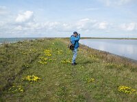 NL, Flevoland, Lelystad, Marker Wadden 6, Saxifraga-Foto Fitis-Sytske Dijksen