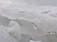NL, Flevoland, Lelystad, Oostvaardersdijk (with ice) 2, Saxifraga-Tom Heijnen