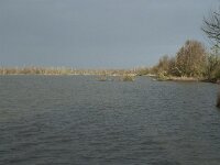 NL, Flevoland, Lelystad, Oostvaardersplassen 105, Saxifraga-Willem van Kruijsbergen