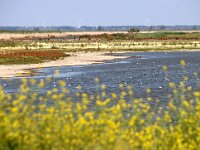 NL, Flevoland, Lelystad, Oostvaardersplassen 107, Saxifraga-Foto Fitis-Sytske Dijksen