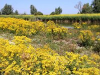 NL, Flevoland, Lelystad, Oostvaardersplassen 108, Saxifraga-Foto Fitis-Sytske Dijksen