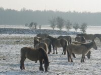 NL, Flevoland, Lelystad, Oostvaardersplassen 112, Saxifraga-Foto Fitis-Sytske Dijksen