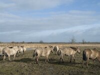 NL, Flevoland, Lelystad, Oostvaardersplassen 80, Saxifraga-Willem van Kruijsbergen
