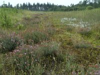 NL, Flevoland, Noordoostpolder, Kuinderbos, 4, Saxifraga-Willem van Kruijsbergen