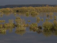 NL, Flevoland, Zeewolde, Harderbroek 5, Saxifraga-Jan Nijendijk