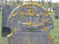 NL, Friesland, Ameland, Hollum 4, Saxifraga-Foto Fitis-Sytske Dijksen