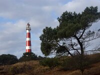 NL, Friesland, Ameland, Hollumer Duinen 1, Saxifraga-Sytske Dijksen