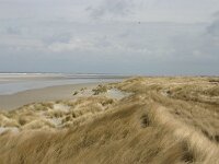 NL, Friesland, Ameland, Lange Duinen, Groene strand 3, Saxifraga-Hans Boll