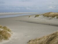 NL, Friesland, Ameland, Lange Duinen, Groene strand 4, Saxifraga-Hans Boll