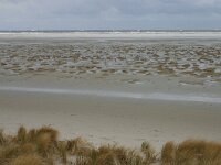 NL, Friesland, Ameland, Lange Duinen, Groene strand 7, Saxifraga-Hans Boll