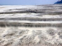 NL, Friesland, Ameland, beach Het Oerd 1, Saxifraga-Sytske Dijksen