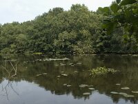 NL, Friesland, De Fryske Marren, Wyldemerk 4, Saxifraga-Willem van Kruijsbergen