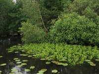 NL, Friesland, Heerenveen, De Deelen 4, Saxifraga-Hans Boll
