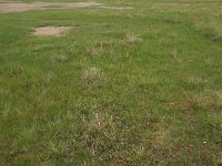 NL, Friesland, Noardeast-Fryslan, Bantpolder 8, Saxifraga-Hans Boll