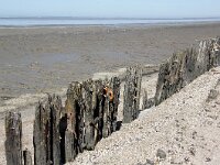 NL, Friesland, Noardeast-Fryslan, Moddergat wad 1, Saxifraga-Foto Fitis-Sytske Dijksen