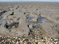 NL, Friesland, Noardeast-Fryslan, Moddergat wad 3 Saxifraga-Foto Fitis-Sytske Dijksen