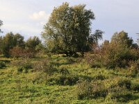 NL, Friesland, Noardeast-Fryslan, Zoutkamperplaat 1, Saxifraga-Hans Boll