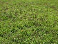 NL, Friesland, Noardeast-Fryslan, Zoutkamperplaat 2, Saxifraga-Hans Boll