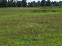 NL, Friesland, Noardeast-Fryslan, Zoutkamperplaat 22, Saxifraga-Hans Boll