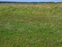 NL, Friesland, Noardeast-Fryslan, Zoutkamperplaat 36, Saxifraga-Hans Boll