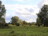 NL, Friesland, Noardeast-Fryslan, Zoutkamperplaat 62, Saxifraga-Hans Boll