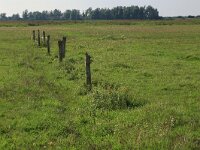 NL, Friesland, Noardeast-Fryslan, Zoutkamperplaat 66, Saxifraga-Hans Boll