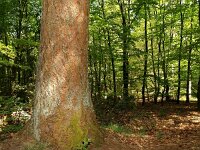 NL, Friesland, Ooststellingwerf, Aekingerzand 2, Saxifraga-Hans Dekker