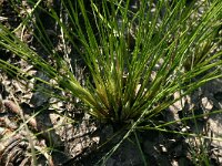 NL, Friesland, Ooststellingwerf, Aekingerzand 7, Saxifraga-Hans Boll