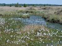 NL, Friesland, Ooststellingwerf, Fochteloerveen 17, Saxifraga-Tom Heijnen