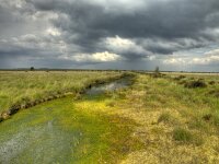 NL, Friesland, Ooststellingwerf, Fochteloerveen 9, Saxifraga-Rudmer Zwerver : Fochtelooerveen, Netherlands, acid, air, background, beautiful, blue, bog, brooding, canal, cloud, clouds, cloudy sky, copy space, creative nature, ditch, drain, draining, dramatic, dutch, environment, field, fochteloo, fresh, grass, green, heather, holland, horizon, landscape, light, marsh, marshland, mood, moor, national, natura 2000, natural, nature, nature conservation, nobody, oosstellingwerf park, peat, plant, pole, pounds, ravenswoud, rudmer zwerver, rural, sky, sphagnum, storm, summer, swamp, swampy, track, trail, vegetation, water, wetland, white, yellow