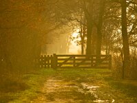 Back lit entrance gate  Back lit entrance gate to a nature reserve : Netherlands, autumn, back light, back lit, background, brown, creative nature, dutch, environment, fence, field, forest, gate, grass, green, holland, landscape, light, natural, nature, orange, path, reserve, rudmer zwerver, sky, trail, tree, trees, winter, yellow