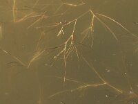 NL, Friesland, Schiermonnikoog 8, Saxifraga-Hans Boll