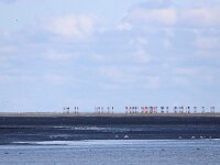 NL, Friesland, Schiermonnikoog, Veerdam 2, Saxifraga-Bart Vastenhouw