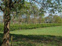 NL, Friesland, Sudwest-Fryslan, Makkum 9, Saxifraga-Hans Dekker