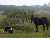NL, Friesland, Terschelling 2, Saxifraga-Foto Fitis-Sytske Dijksen