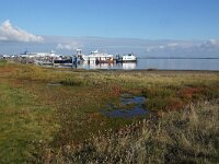 NL, Friesland, Terschelling 3, Saxifraga-Foto Fitis-Sytske Dijksen
