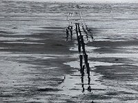 NL, Friesland, Terschelling 4, Saxifraga-Foto Fitis-Sytske Dijksen