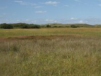 NL, Friesland, Terschelling, Boschplaat 66, Saxifraga-Dirk Hilbers